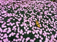 Butterfly in the Pinks