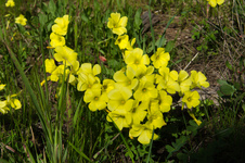 Flowers at Land's End
