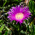 Flowers at Land's End