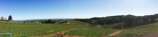 Winderlea vineyards