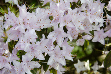 Crystal Springs Rhododendron Garden