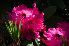Crystal Springs Rhododendron Garden