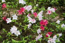 Crystal Springs Rhododendron Garden