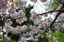 Crystal Springs Rhododendron Garden