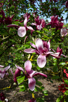 Crystal Springs Rhododendron Garden