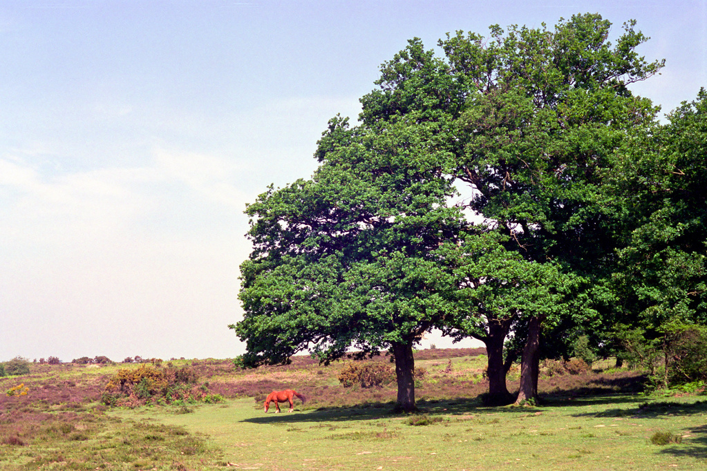 The New Forest