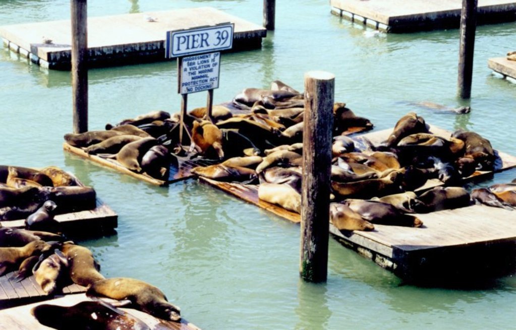 Pier 39
