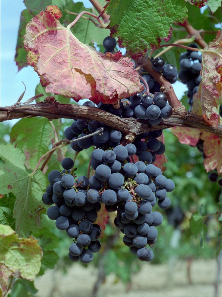Grapes