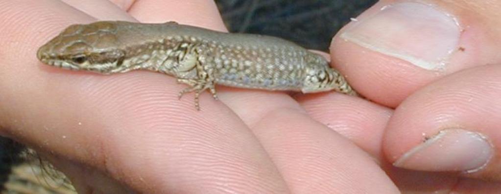 A lizard