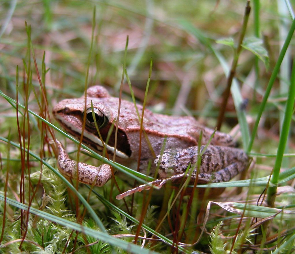 Wood Frog