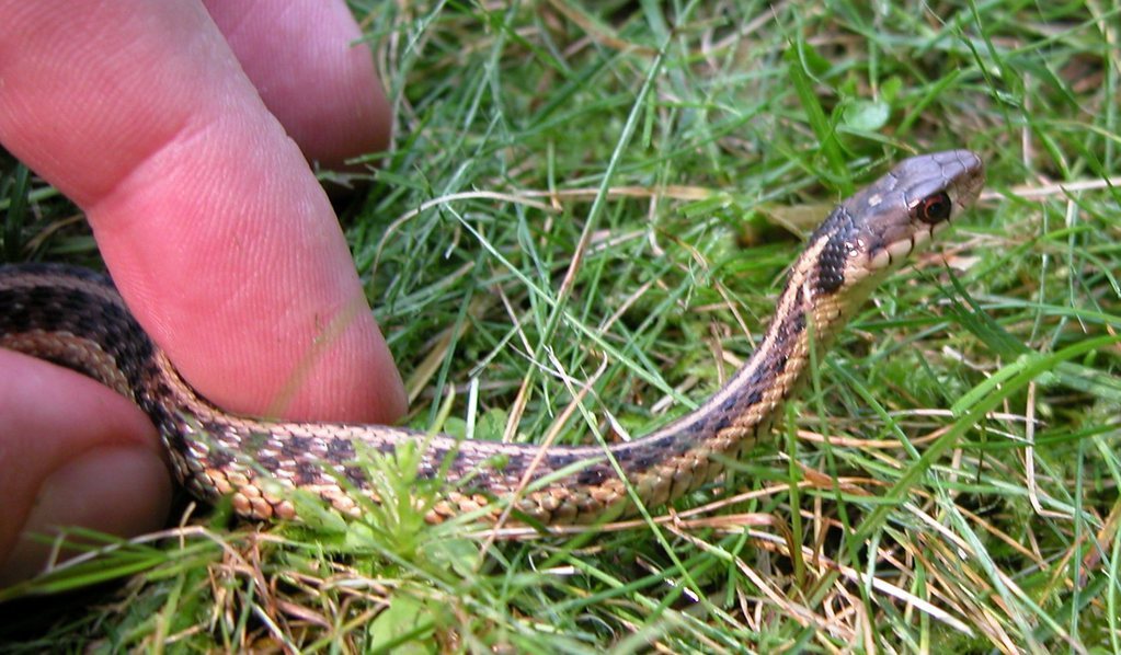 Garter Snake