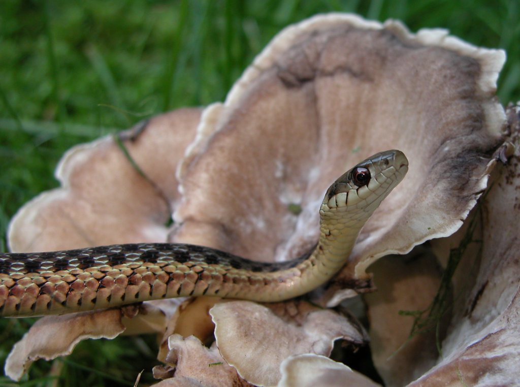 Garter Snake