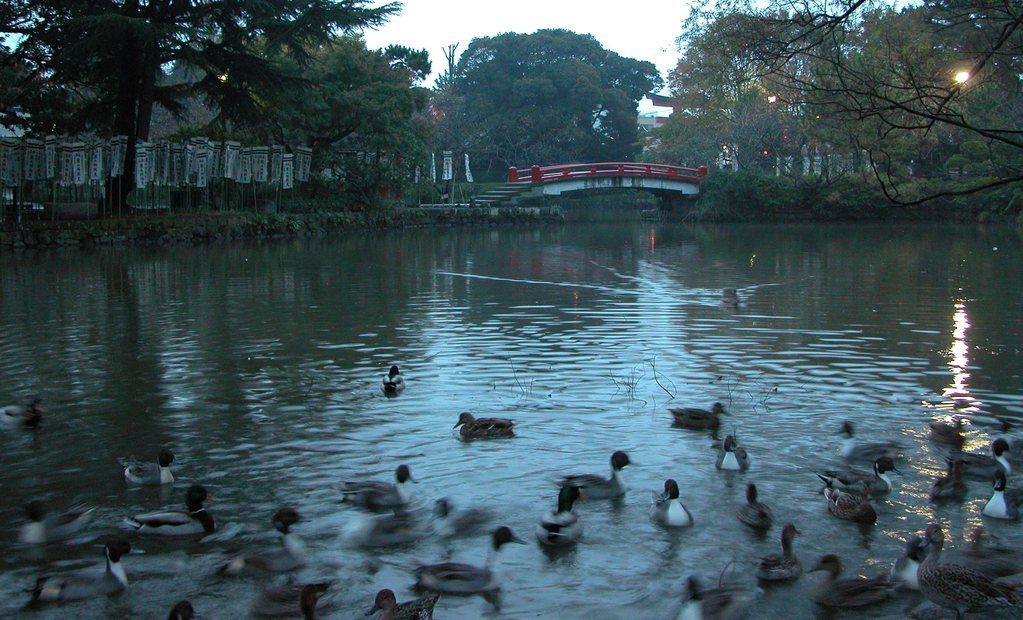 Bridge with Ducks