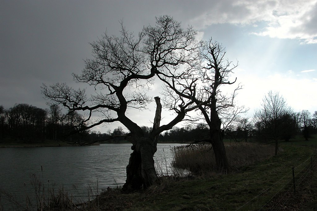 Trees in silhouette