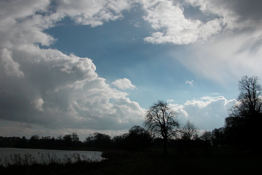 Trees in silhouette