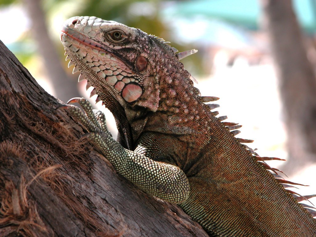 Iguana Iguana