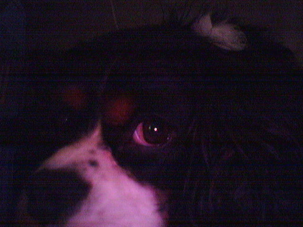 Ralphie at rest