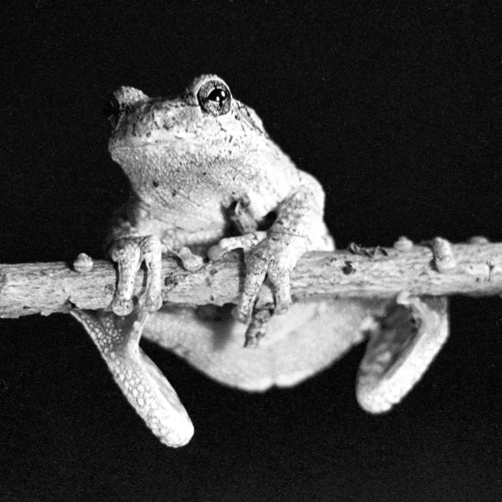 Gray treefrog