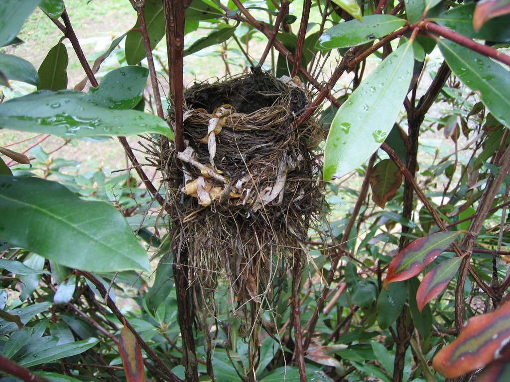 Robin's Nest