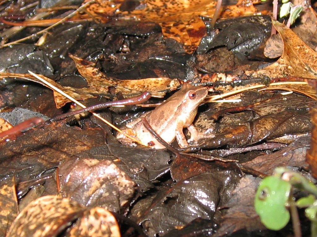 Spring Peeper