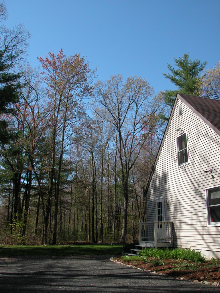 Back yard