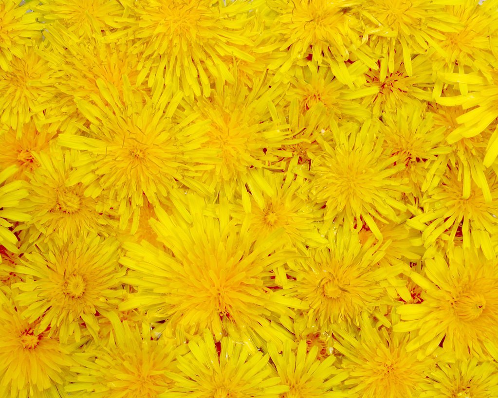 Dandelion Yellow