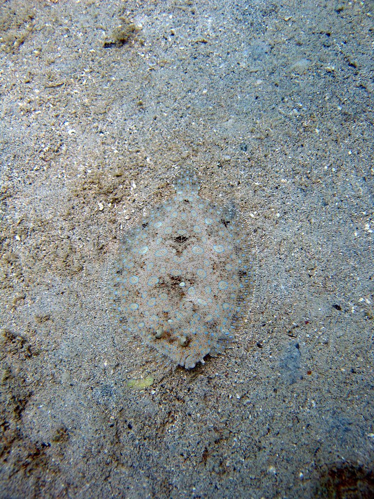 Flat fish
