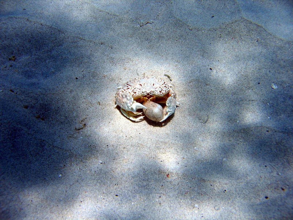 Crab