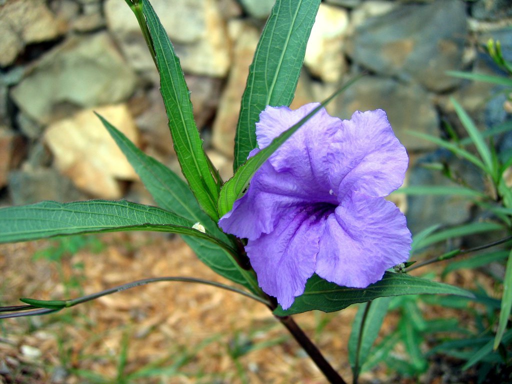 20050511-121001.jpg