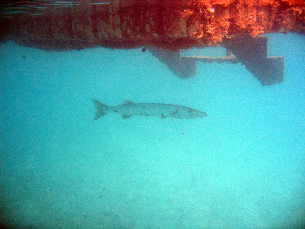 Barracuda