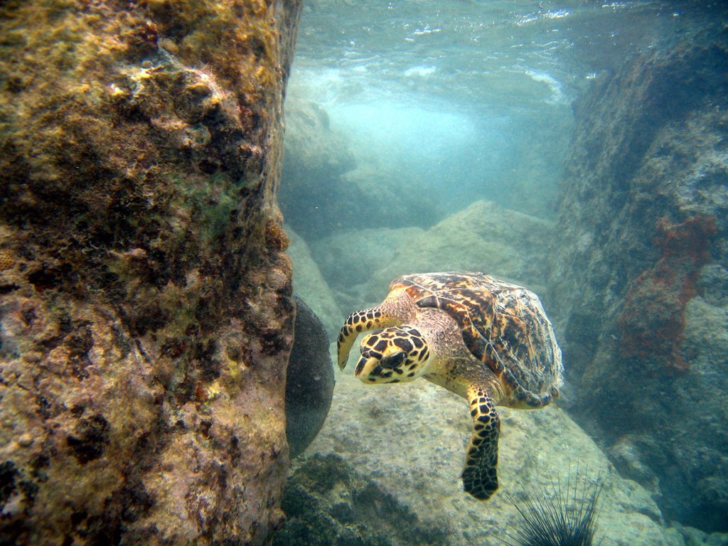 Sea turtle