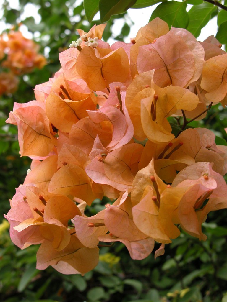 20050513-184546.jpg