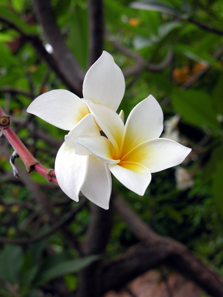 White and yellow