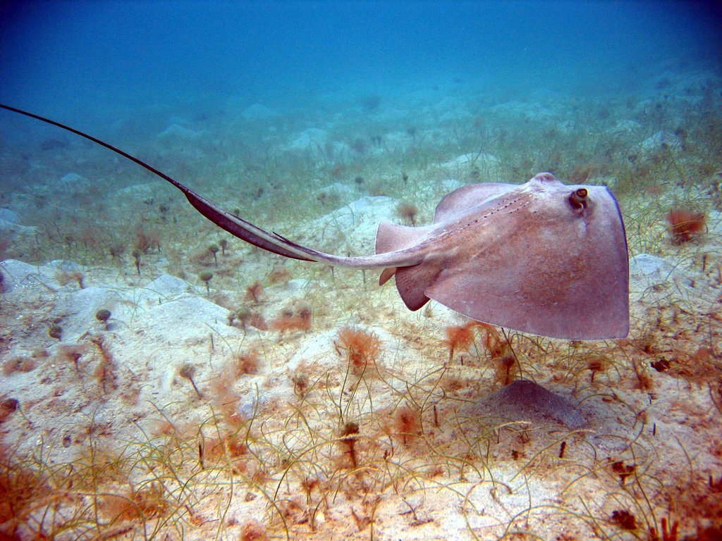 Ray