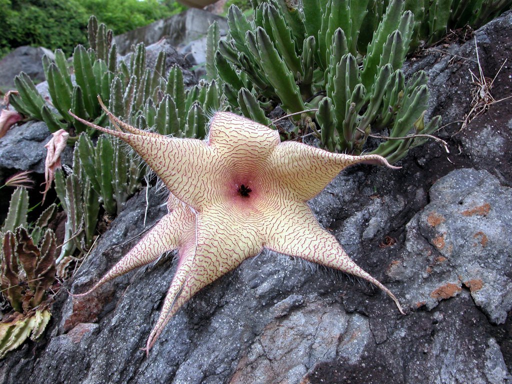 Star