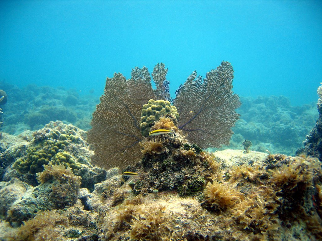 Coral