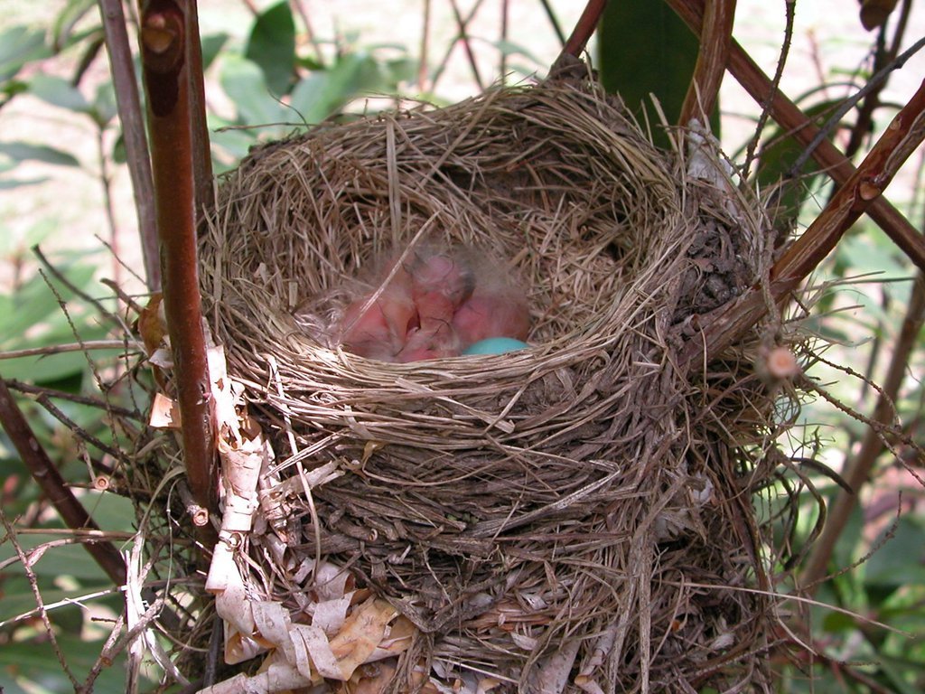 Baby Robin