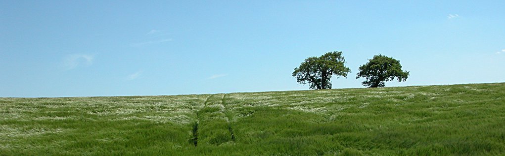 Trees
