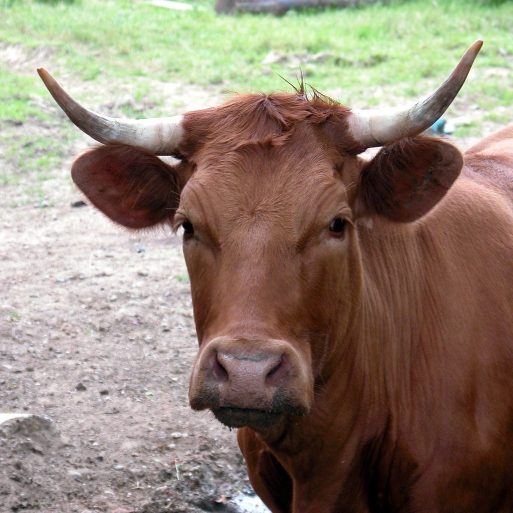 Moo!