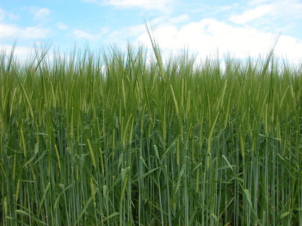 Grass