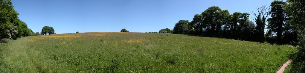 Field Panorama