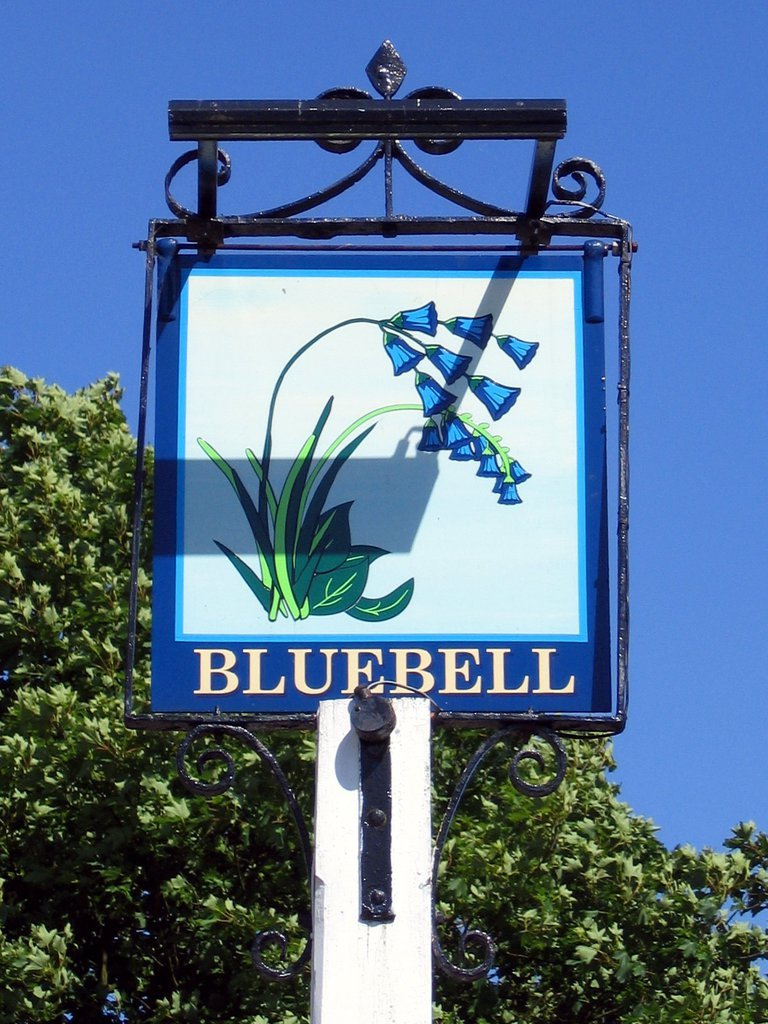 The Bluebell