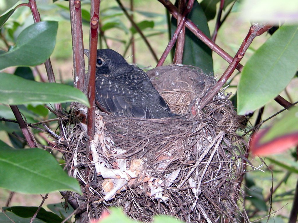 Almost Fledgling