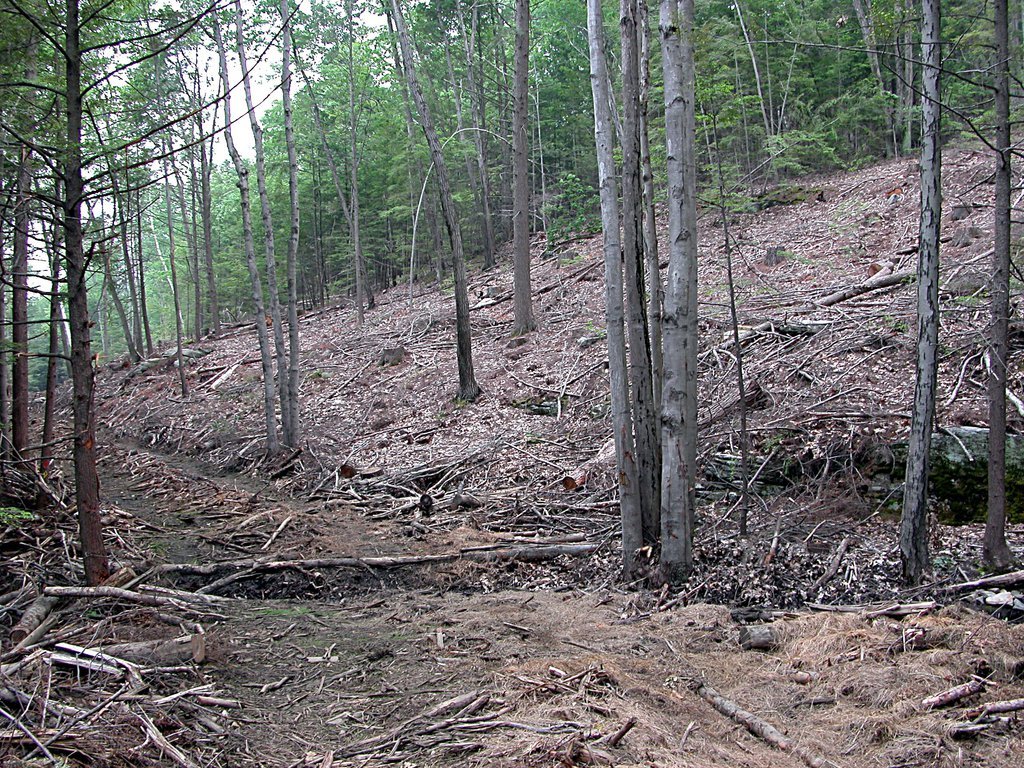 Logging