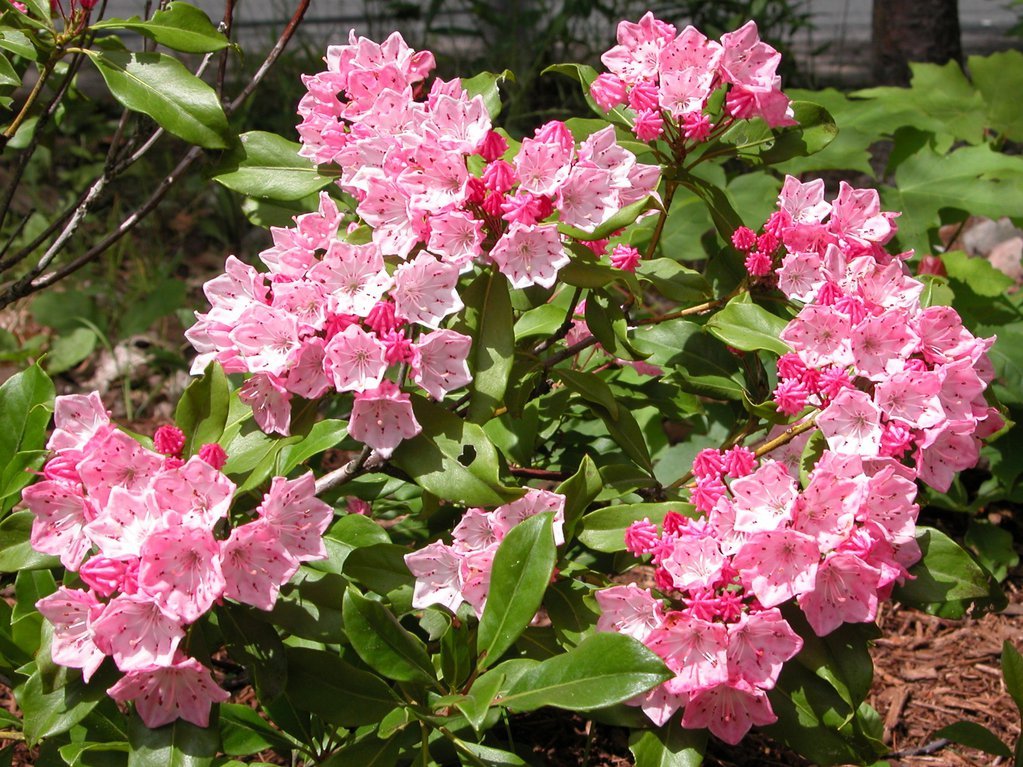 Mountain Laurel
