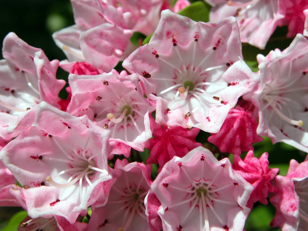Mountain Laurel Blossoms