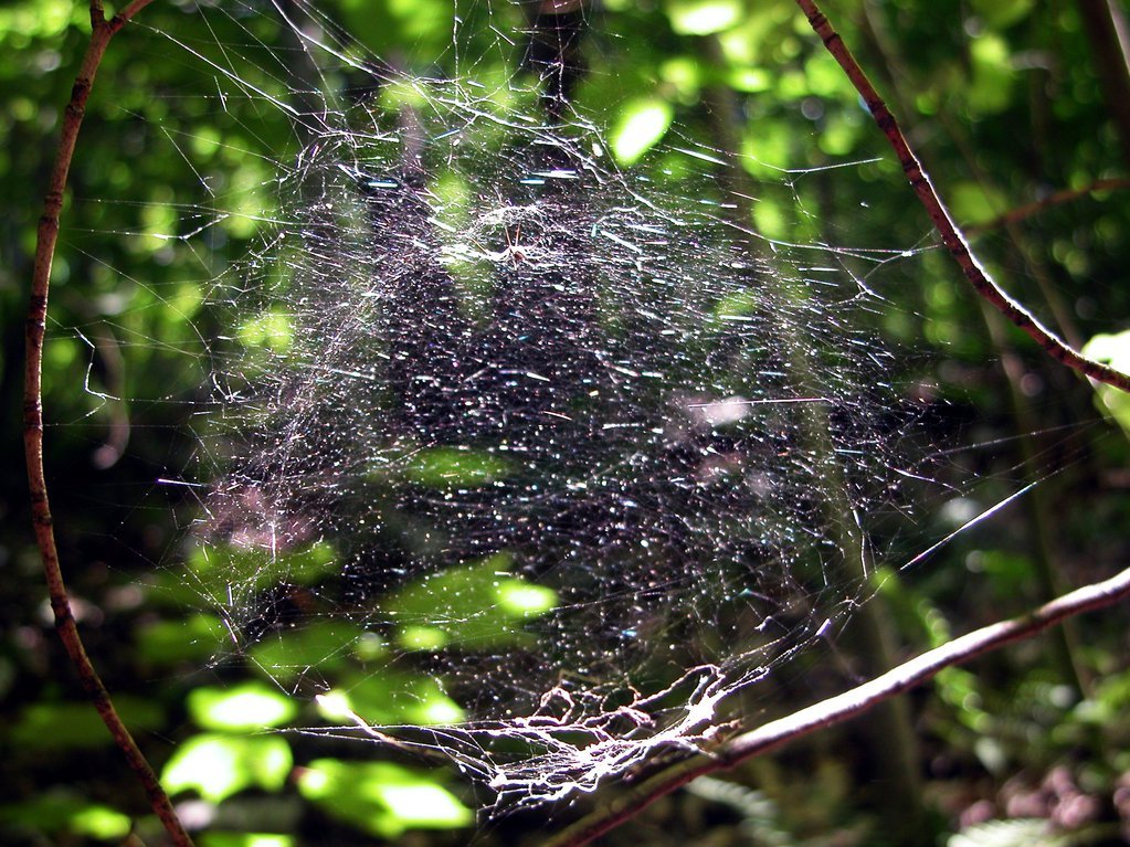 Spider web