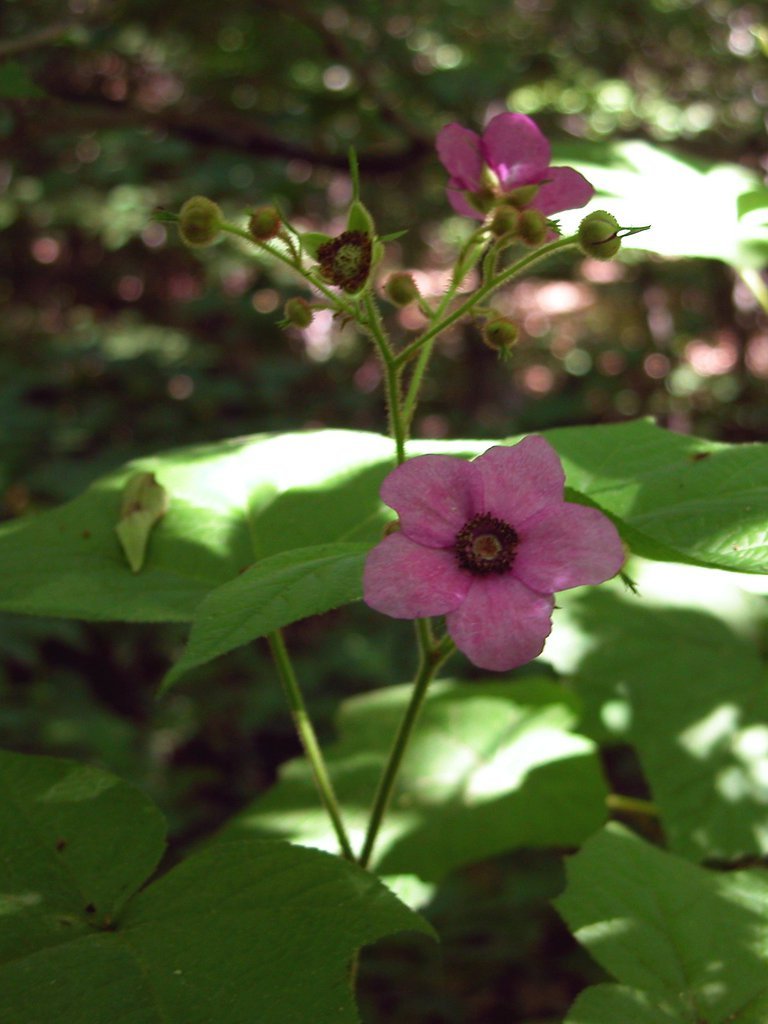 Pink flowers