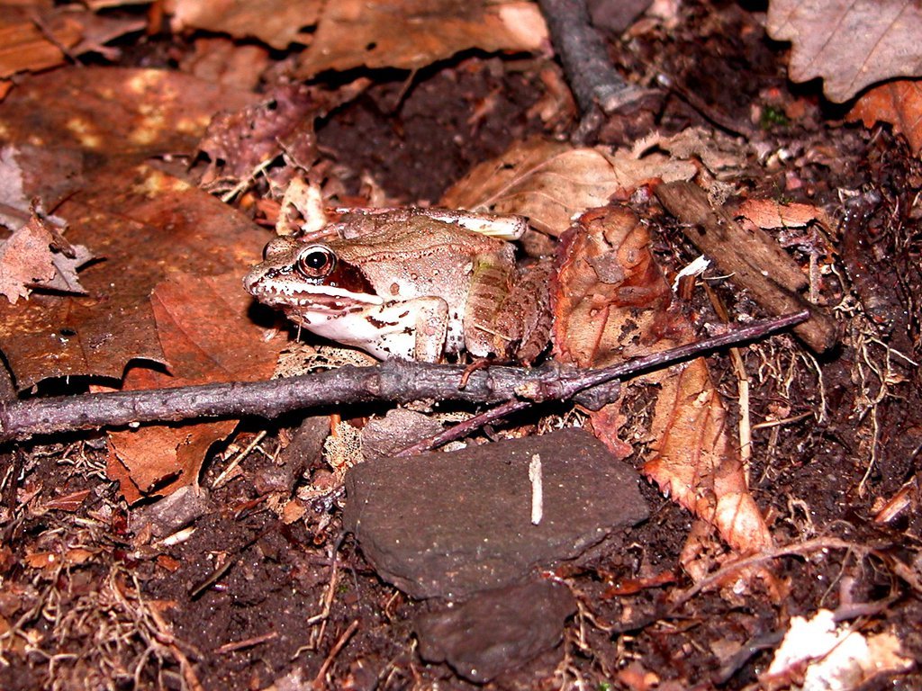 Wood frog