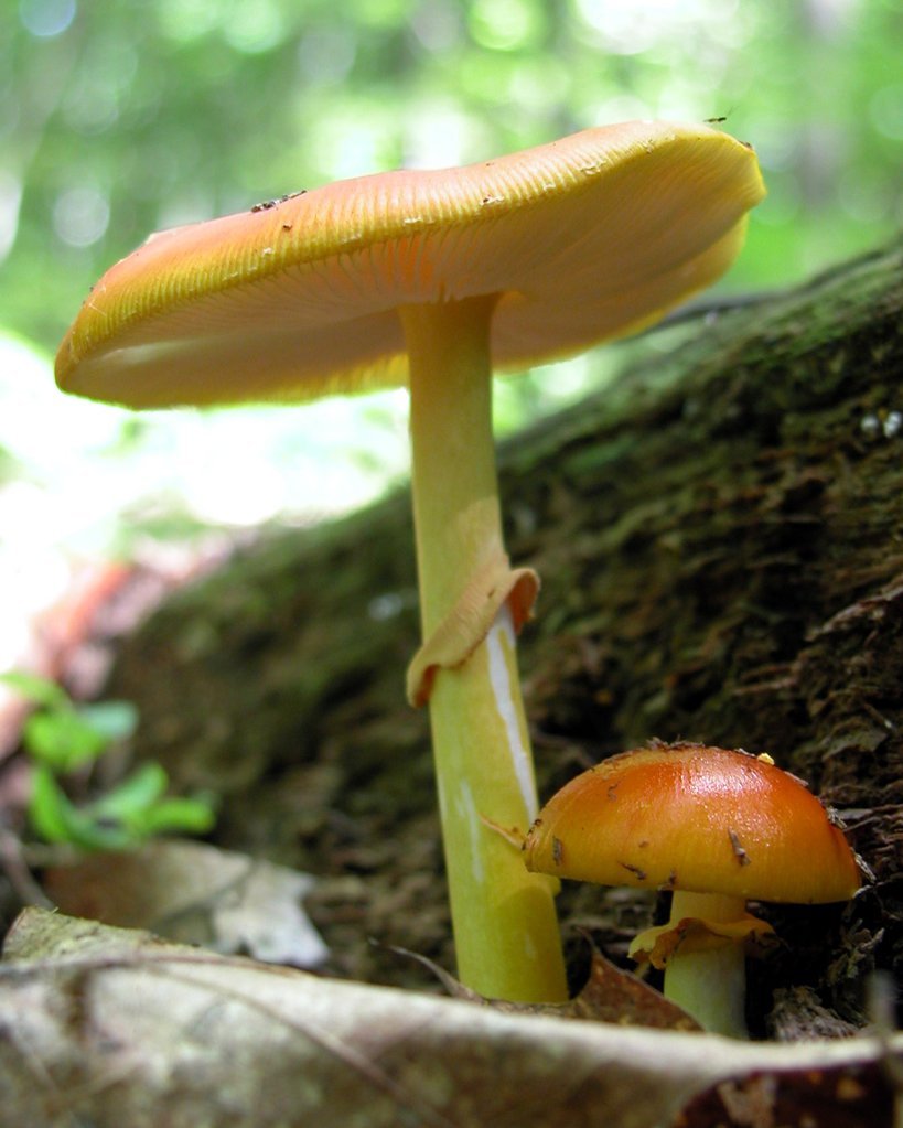 Orange 'shroom